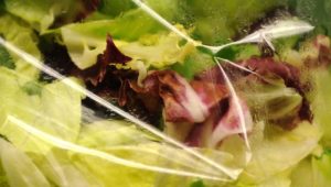 Antibiotika haben es schwerer: Resistente Bakterien in Supermarkt-Salat