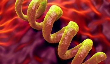 Syphilis-Infektionen steigen in Deutschland weiter an 