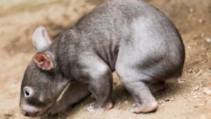 Es liegt auch an den Augen: Weshalb macht der Wombat Klötzchen?