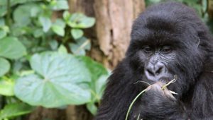 Neufassung der Roten Liste: Berggorillas sind nur noch „stark gefährdet“