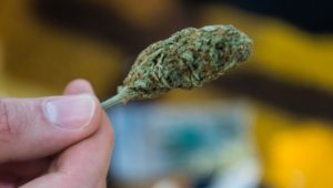 Drogenbeauftragte warnt: Cannabis wirkt so stark wie nie zuvor