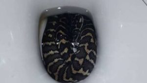 WC-Albtraum: Frau sitzt auf dem Klo – dann beißt eine Schlange von unten zu