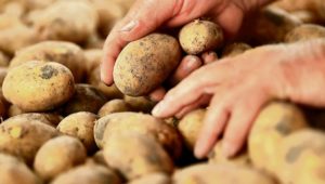 Kartoffelernte auf historischem Tiefstand
