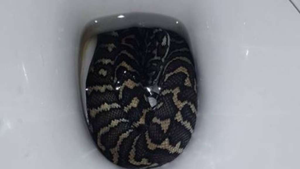 WC-Horror: Frau hockt auf Toilette – dann beißt plötzlich Schlange von unten zu