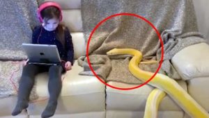 Kleines Mädchen sitzt auf Sofa neben riesiger Schlange – dann passiert es