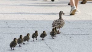Polizei hilft Entenfamilie über die Straße – Passant rastet völlig aus und greift an
