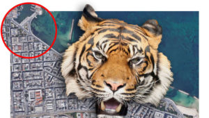 Zirkus-Horror! Vier Tiger zerfleischen Dompteur während Show – Nur noch Schreie zu hören